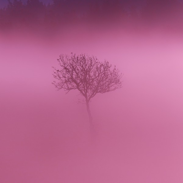 Arbre dans la brume